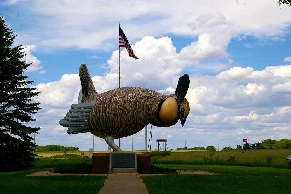 World's Largest Booming Prairie Chicken Rothsay, MN