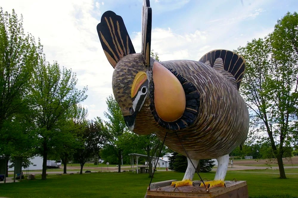 World's Largest Booming Prairie Chicken Rothsay, MN