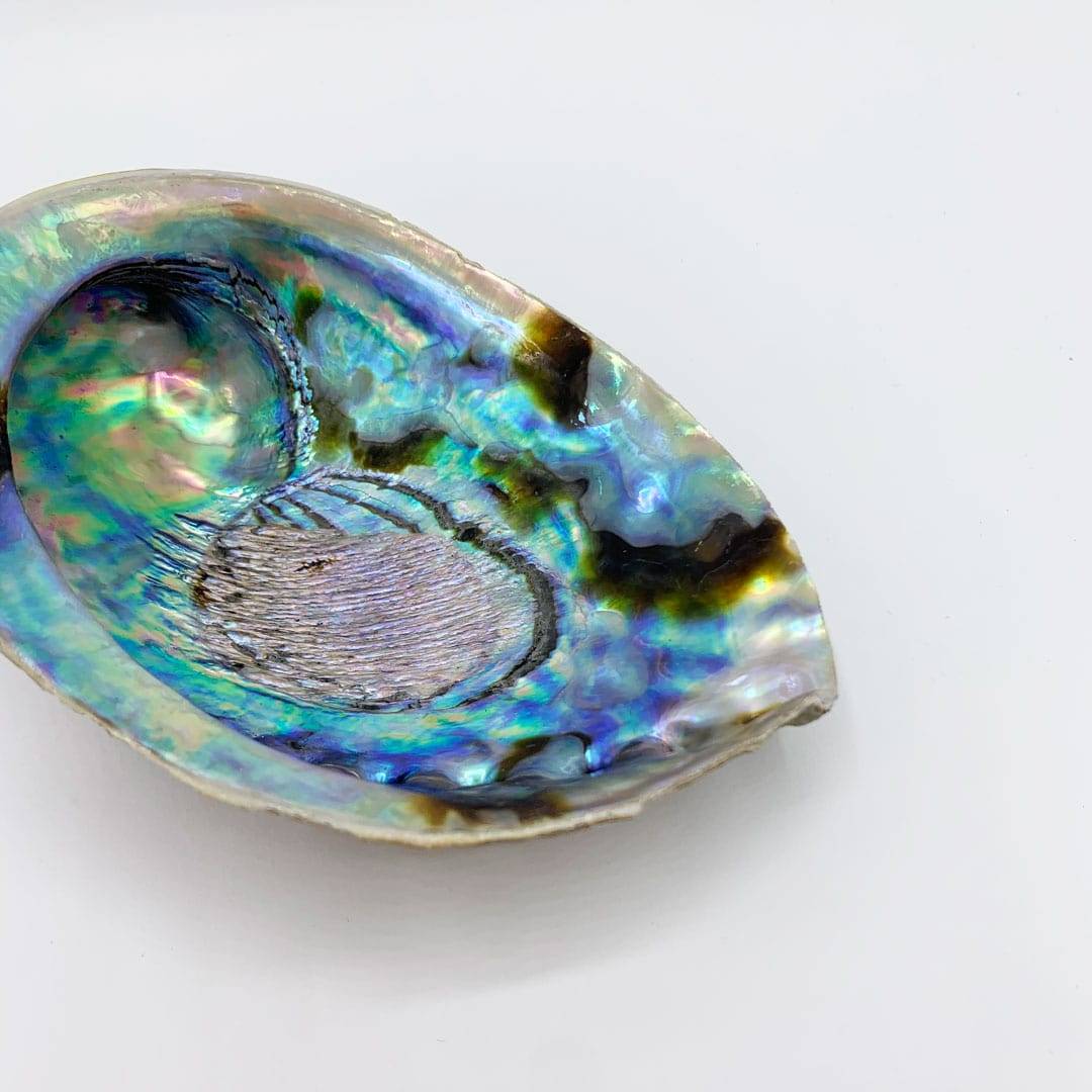 Coquille d'Ormeau Rituel de Purification OLISTIC & CO