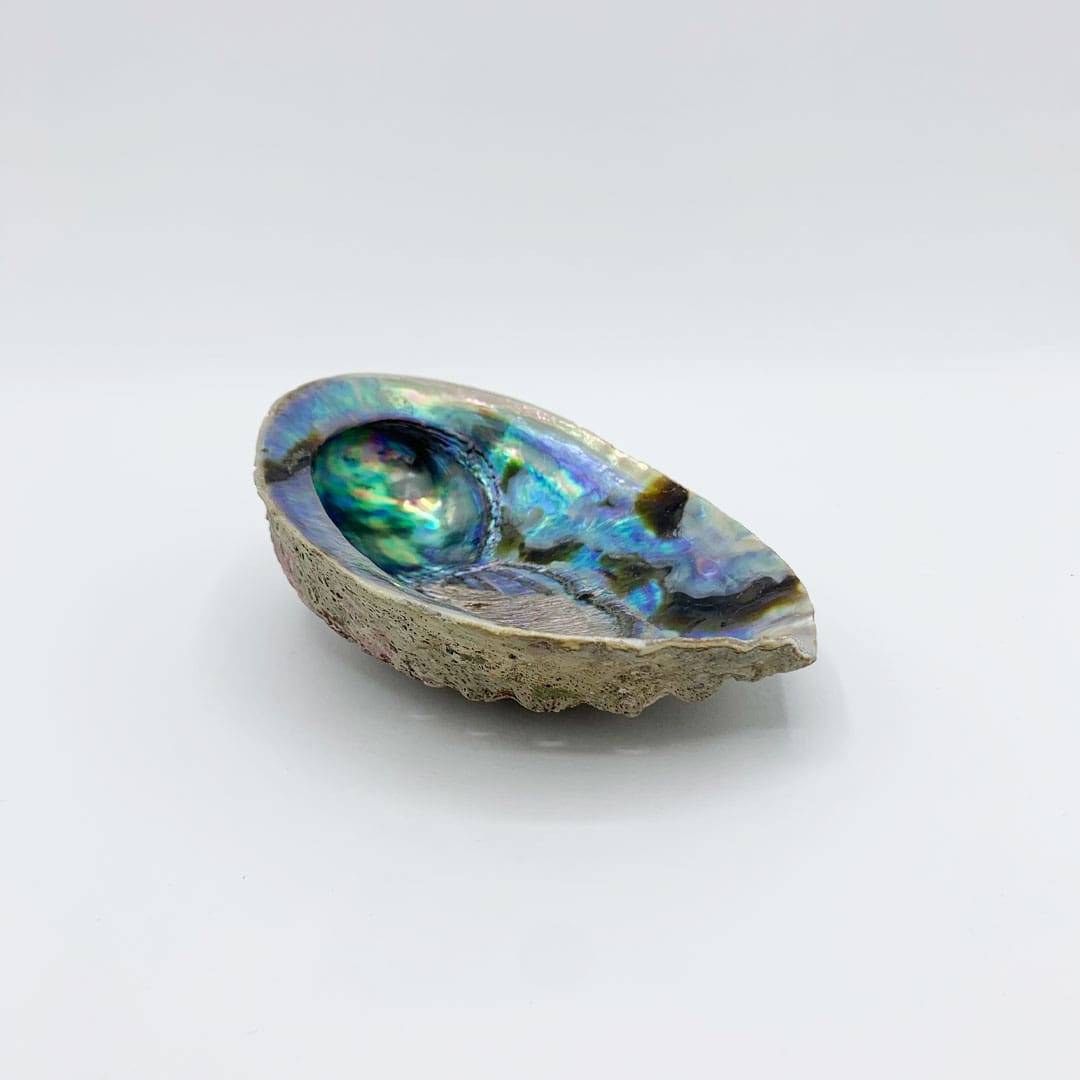 Coquille d'Ormeau Rituel de Purification OLISTIC & CO