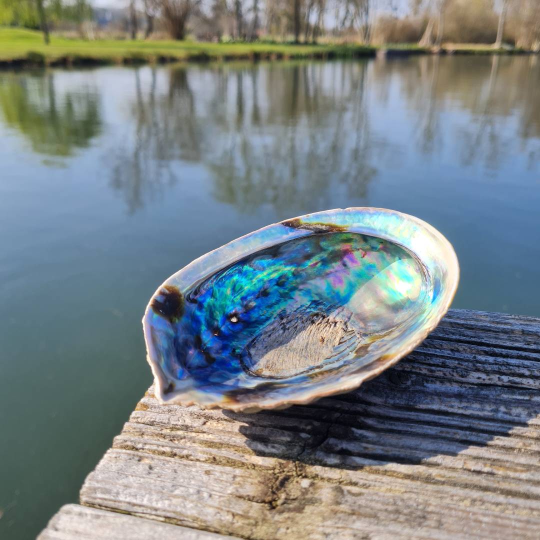 Coquille d'Ormeau Rituel de Purification OLISTIC & CO