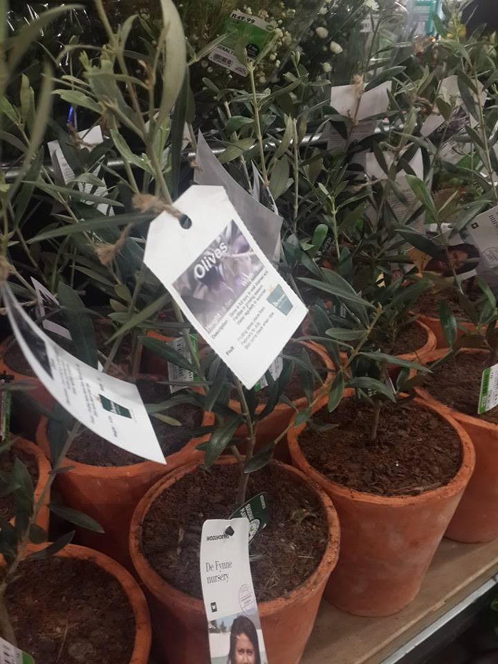 Grow Your Own Olive Tree Olive Central