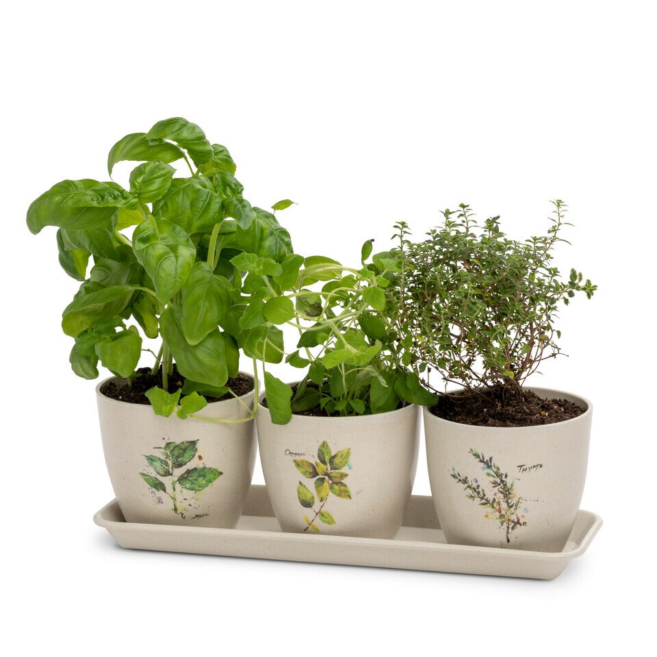 Herb Pot Set Olive & Myrrh