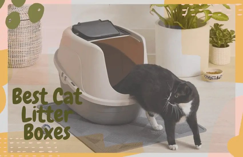 The Best Cat Litter Boxes for 2022 OliveKnows