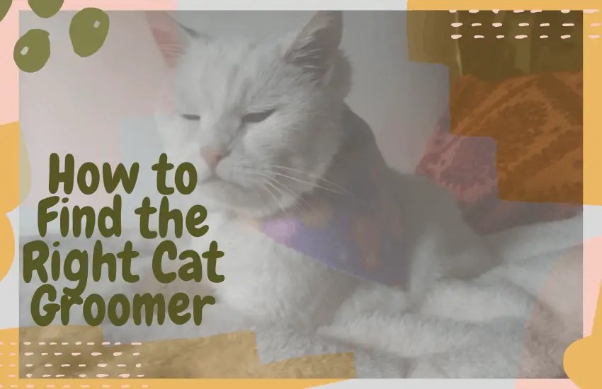 How to Find the Right Cat Groomer OliveKnows