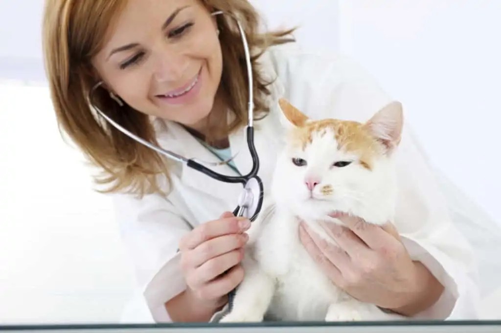 Petplan vs Healthy Paws Insurance Which Is The Best? OliveKnows