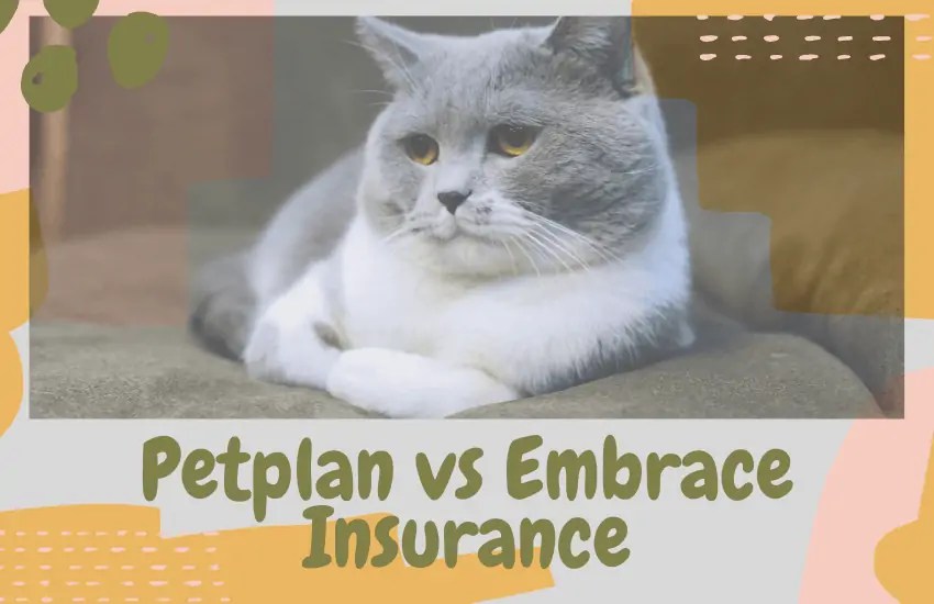 Petplan vs Embrace Insurance [2022] Which Is Better? OliveKnows