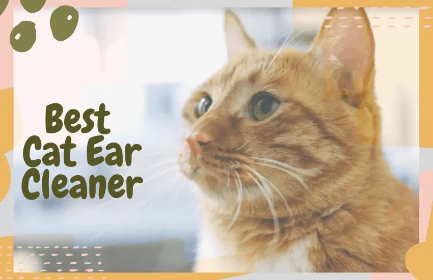 Best Cat Ear Cleaner [Updated for 2022] OliveKnows