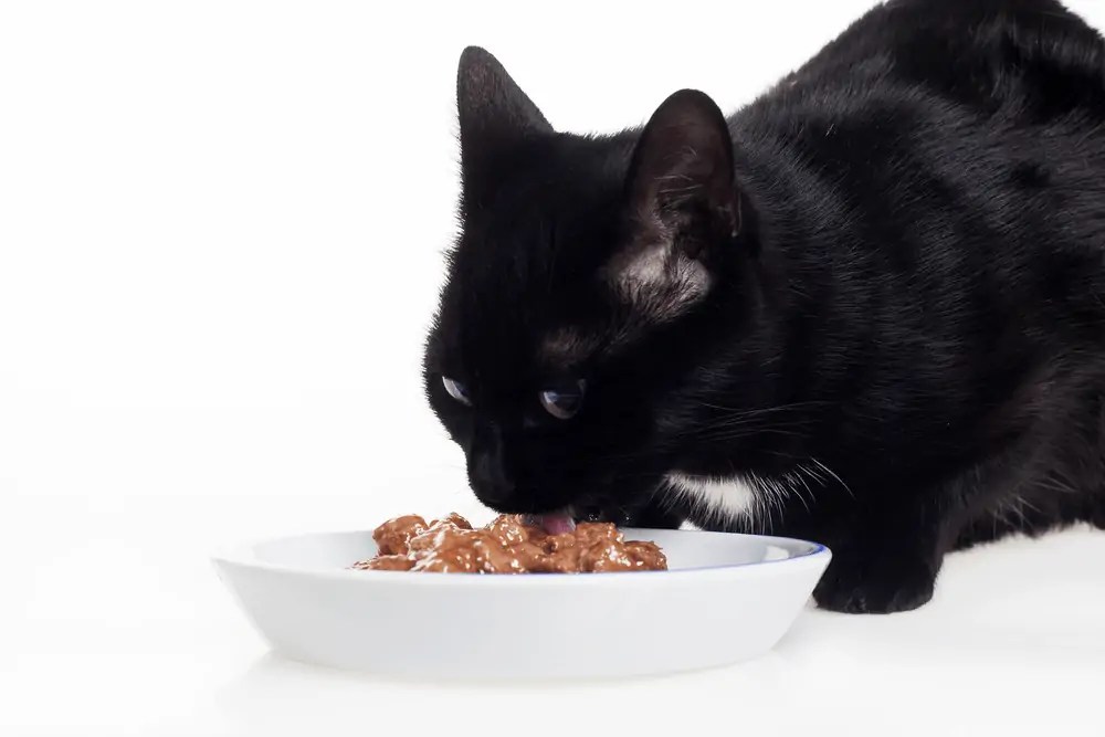 ZiwiPeak Cat Food Review [2022] Worth it? OliveKnows
