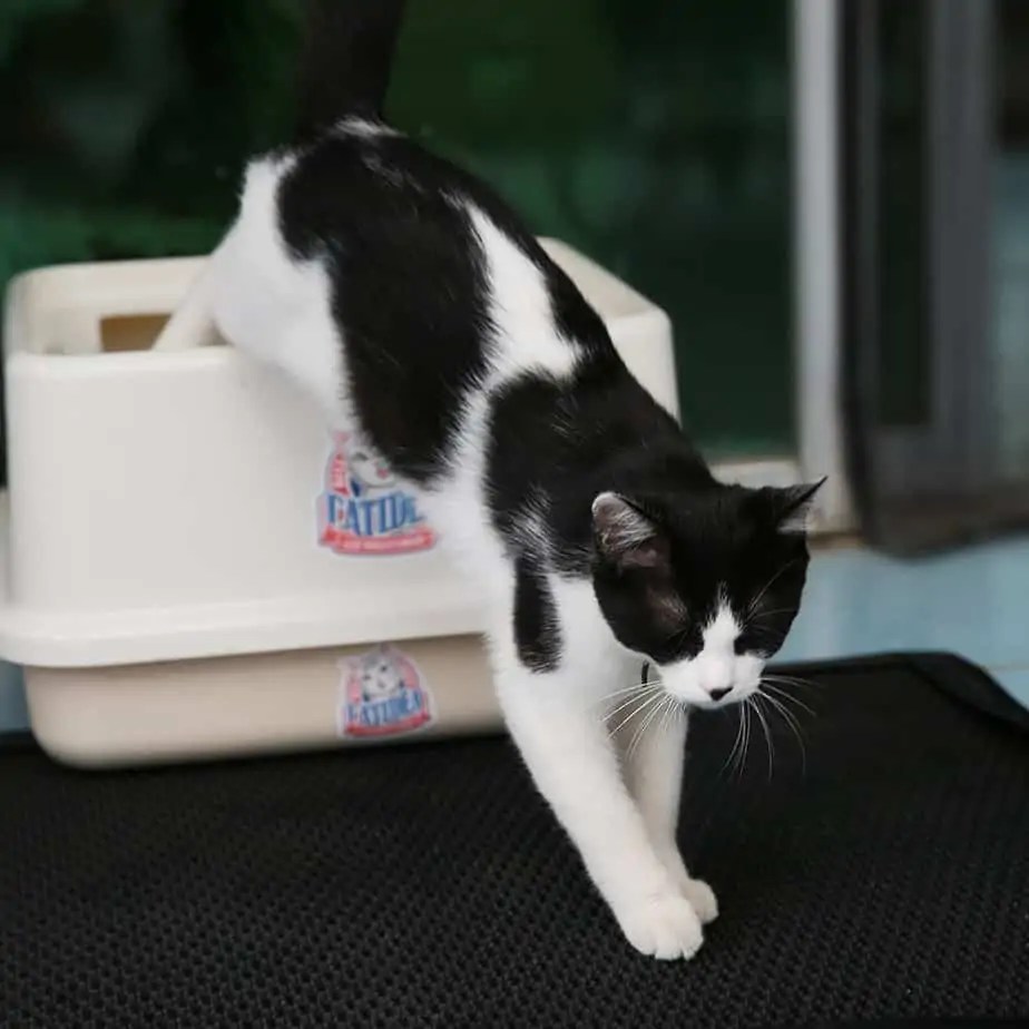 The Best Kitty Litter for Your Cat OliveKnows