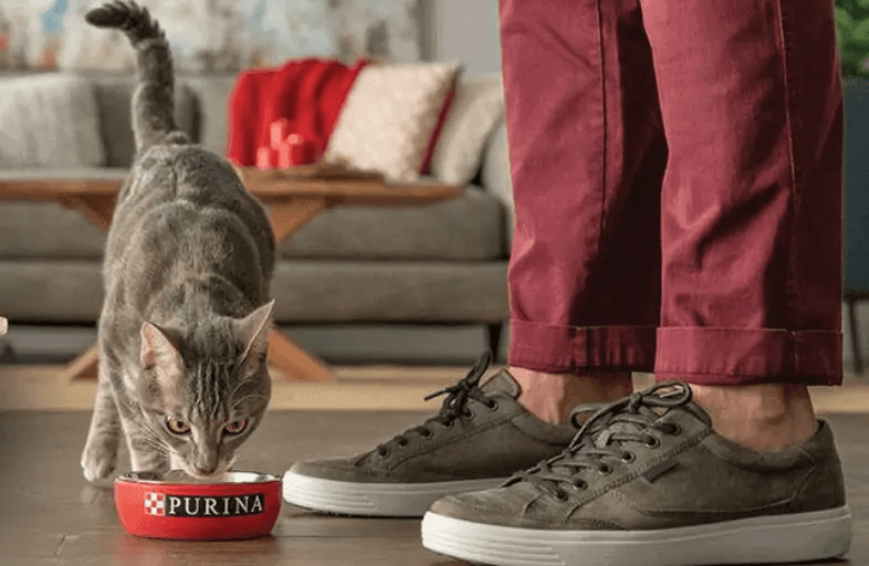 Meow Mix vs Purina Which Cat Food Is Healthier? OliveKnows