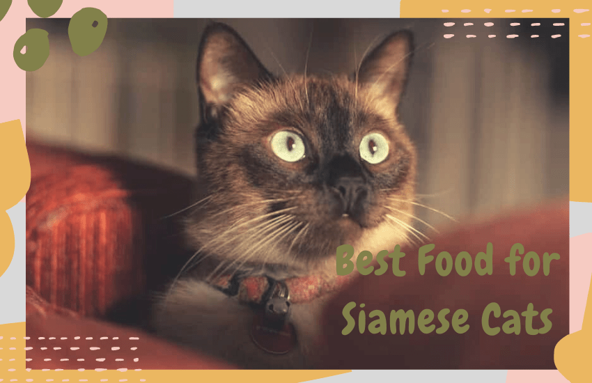 The Best Food for Siamese Cats [Real Cat Expert Picks] OliveKnows
