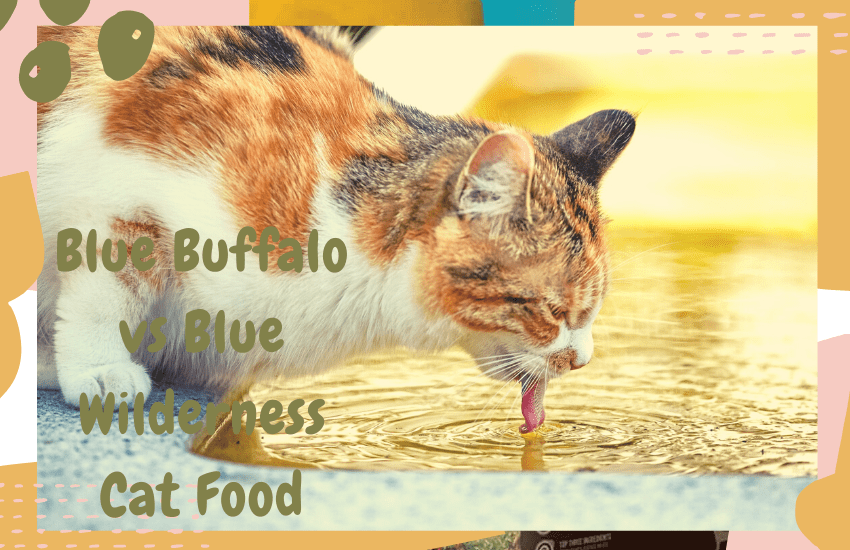 Blue Buffalo vs Blue Wilderness Cat Food Compared OliveKnows