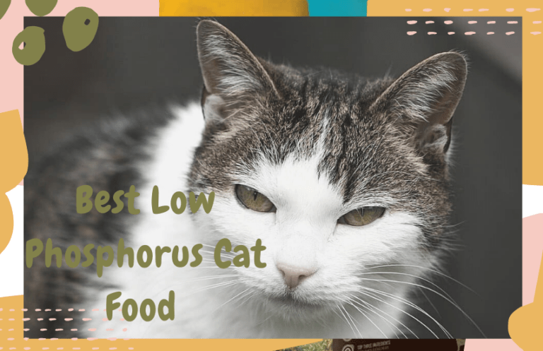 Best Low Phosphorus Cat Food Options for Chronic Kidney Disease