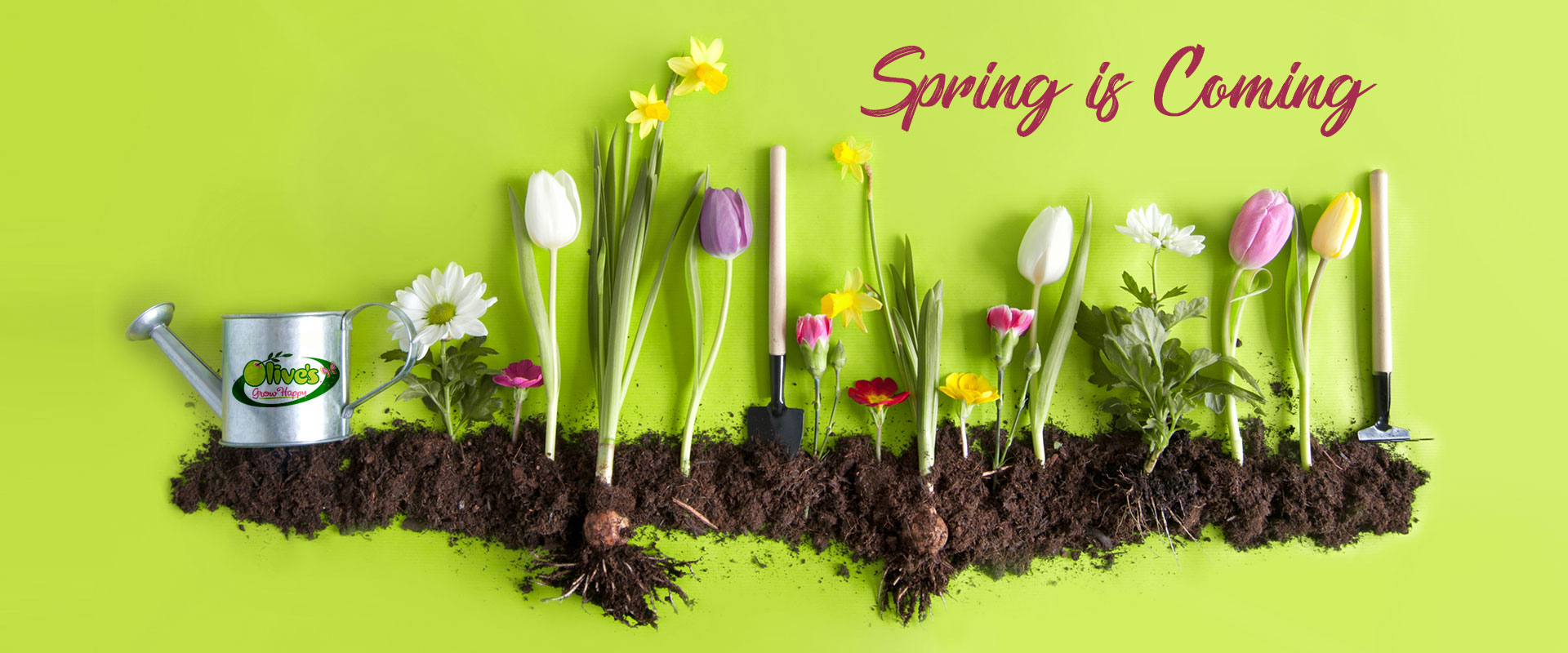 San Angelo's Nursery Olive's Nursery! Olive's Nursery San