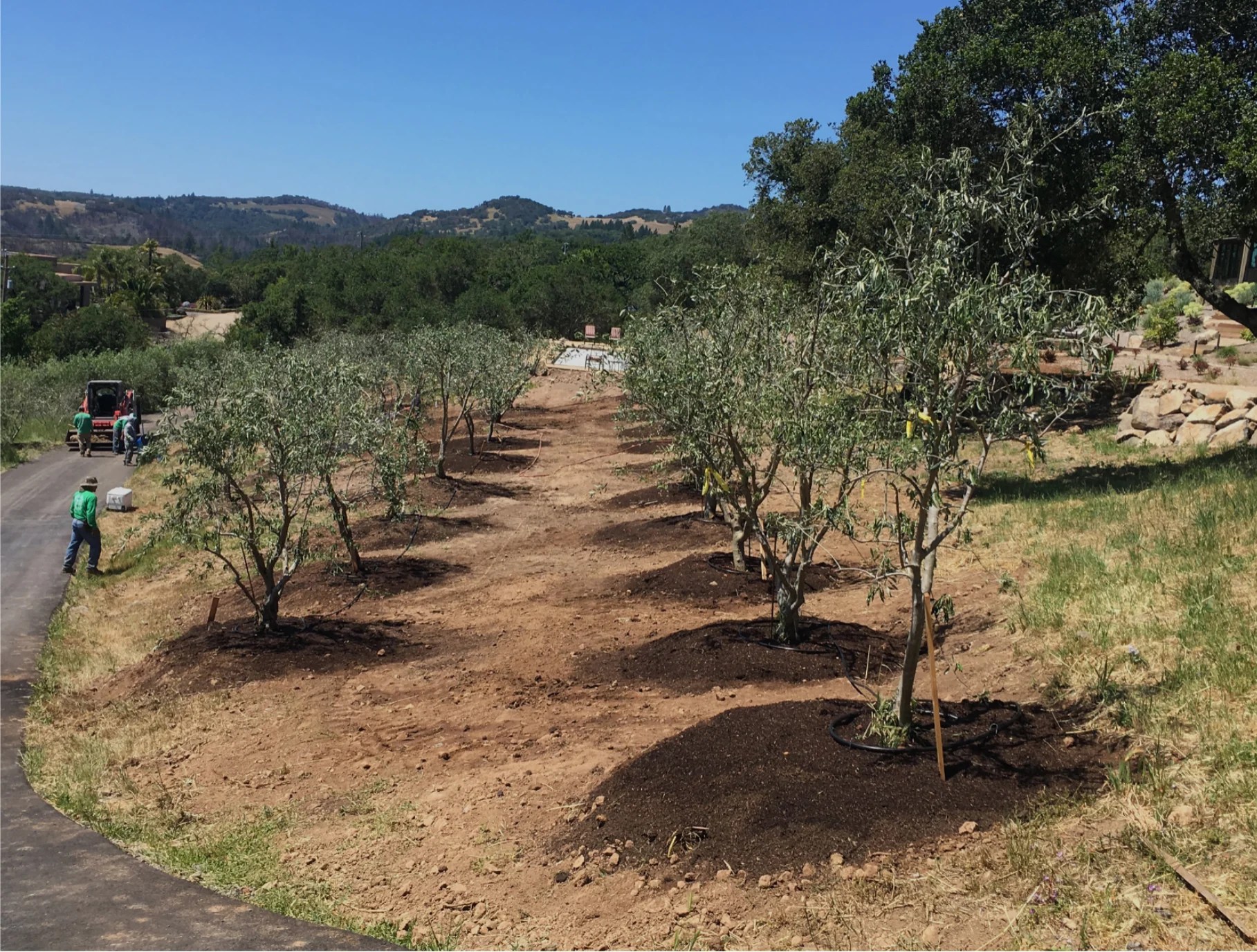 Arbequina Olive Tree Olives Unlimited