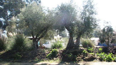 Olive Tree Farm Nursery - Careful Selection, Delivery and ...