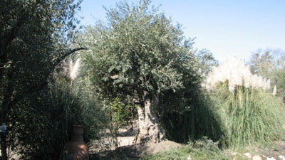 Olive Tree Farm Nursery - Careful Selection, Delivery and ...