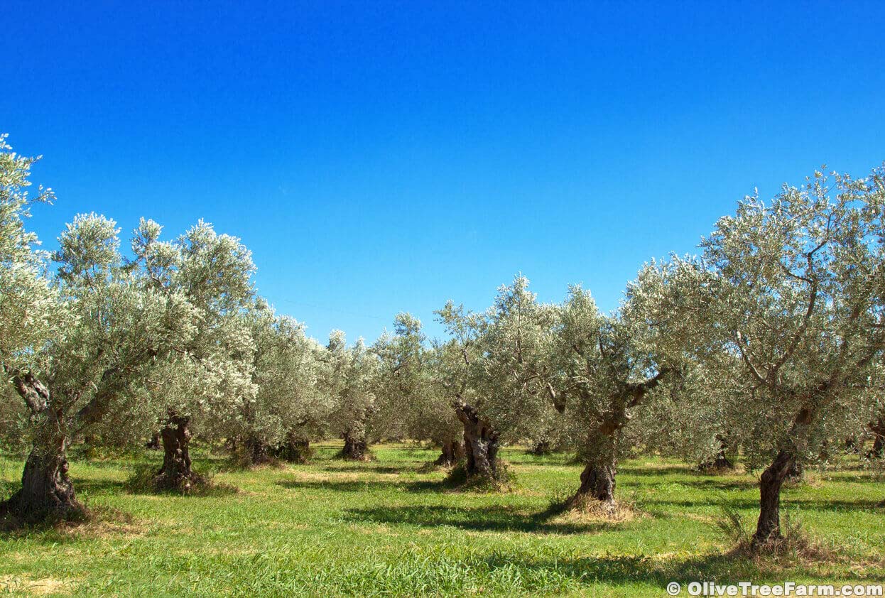 Olive Gallery Olive Tree Farm