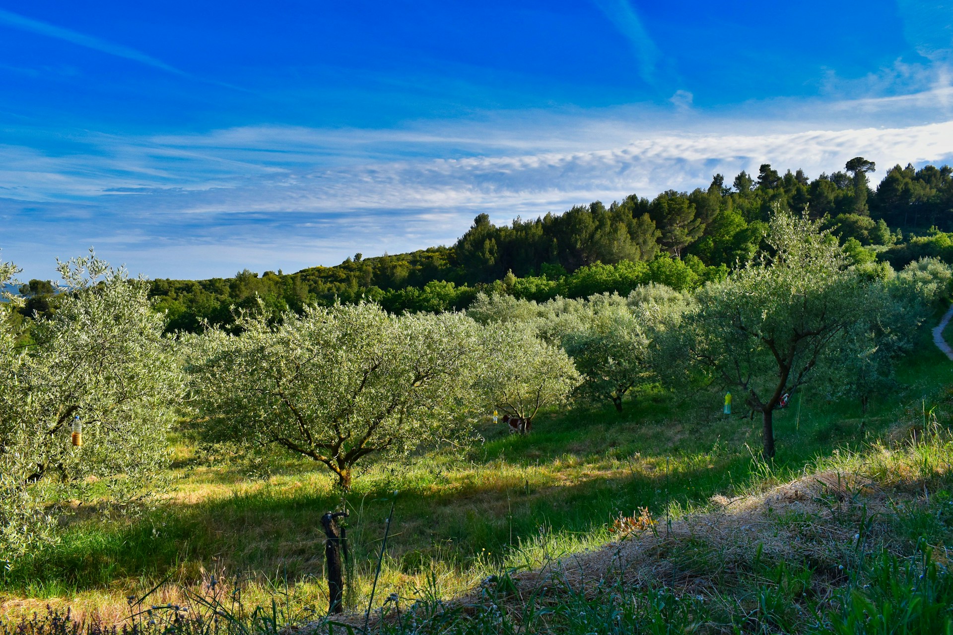 The Ultimate Guide to Growing Olive Trees Tips & Tricks