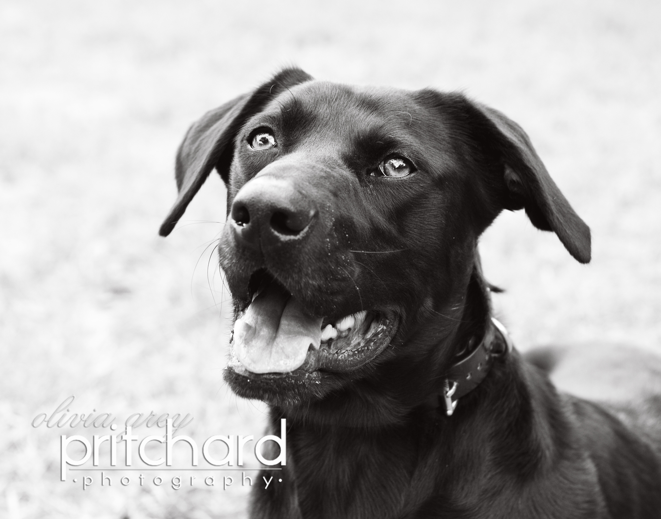 4 pups…{New Orleans pet photographer} Olivia Grey Pritchard