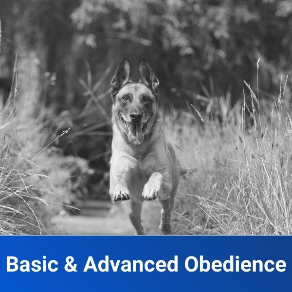 Basic & Advanced Obedience Off Leash K9 Training Middle TN
