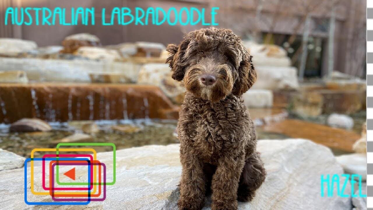 Videos Off Leash K9 Training Utah Dog Trainers