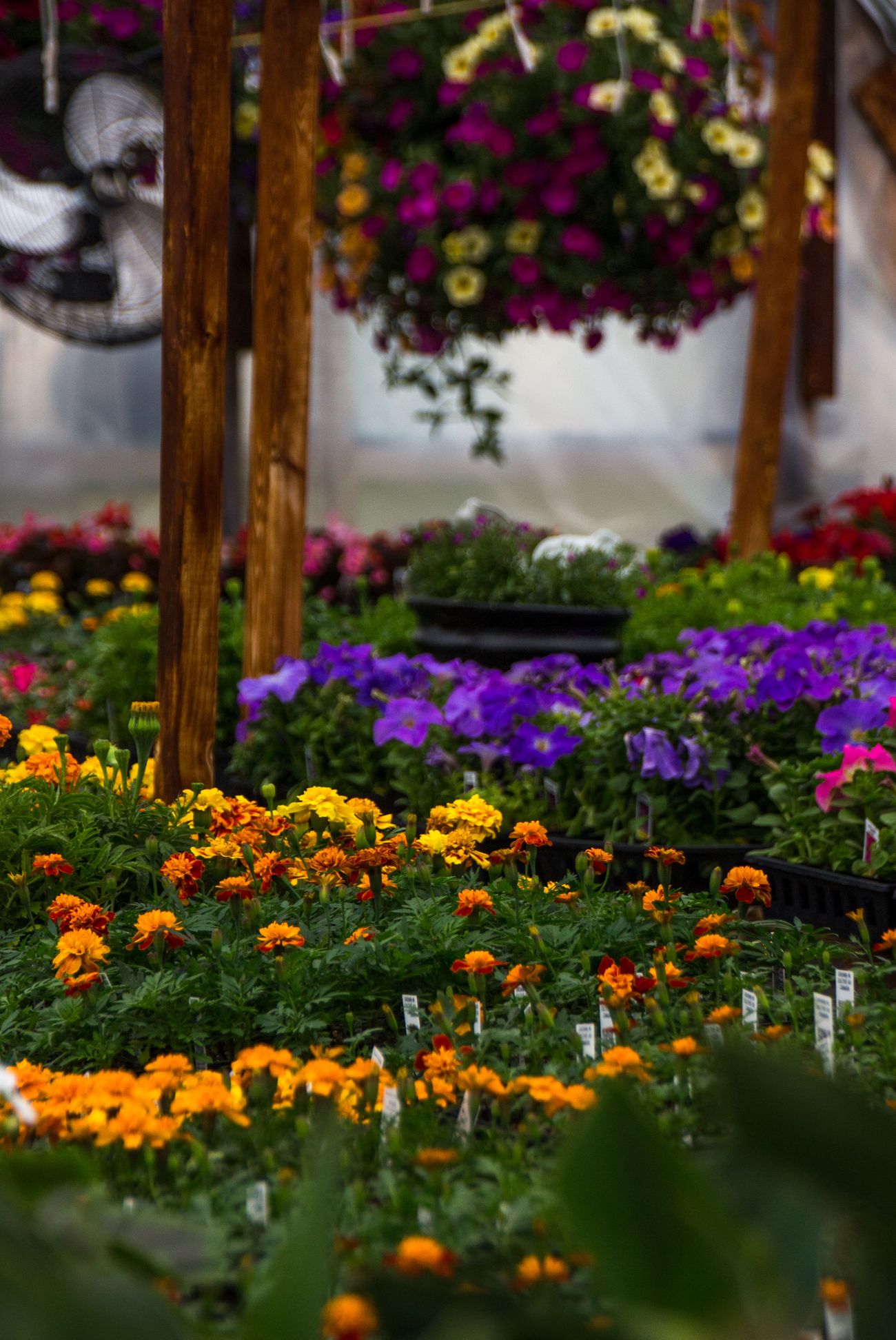 Flower Nursery Ollek Landscaping and Nursery