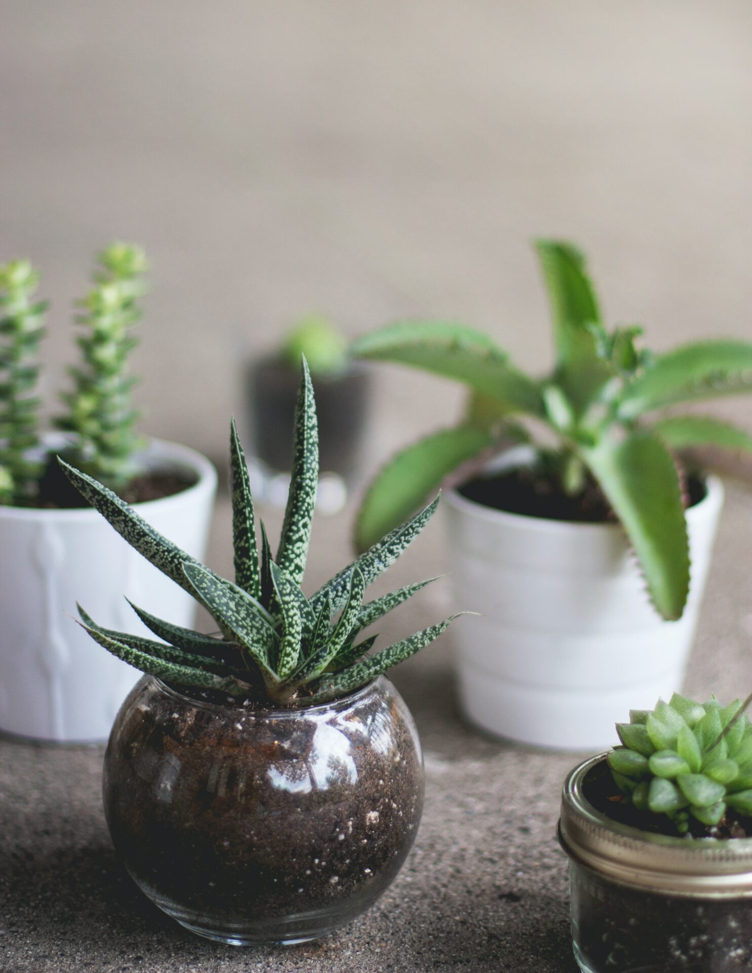 All you need to know about transplanting Succulents