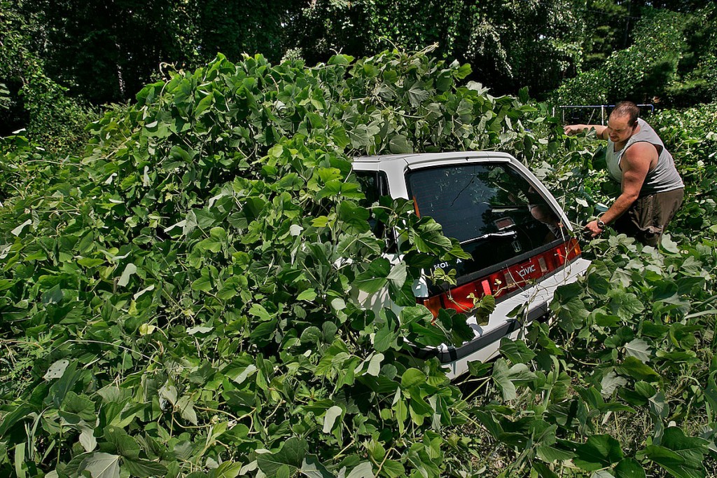 Kudzu Listed In Worlds Top 100 Worst Invasive Species