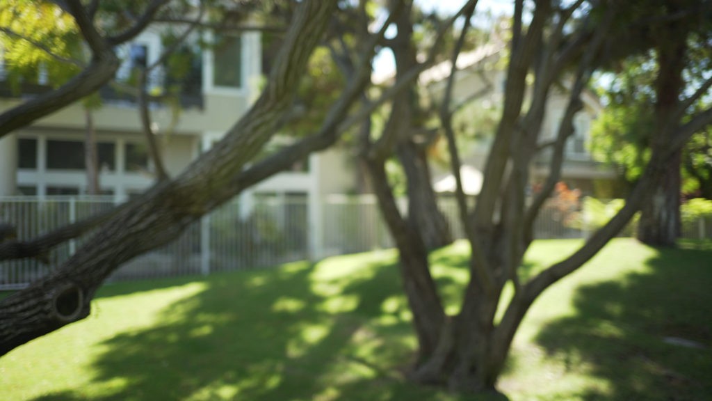 How Tree Roots Can Harm a Foundation Olson Foundation Repair