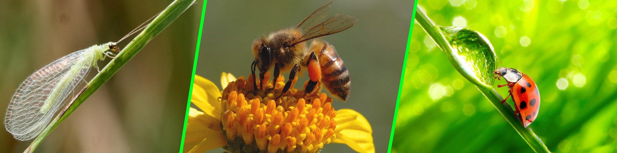 Olson's Pest Control, pest control, arearation and tree pruning