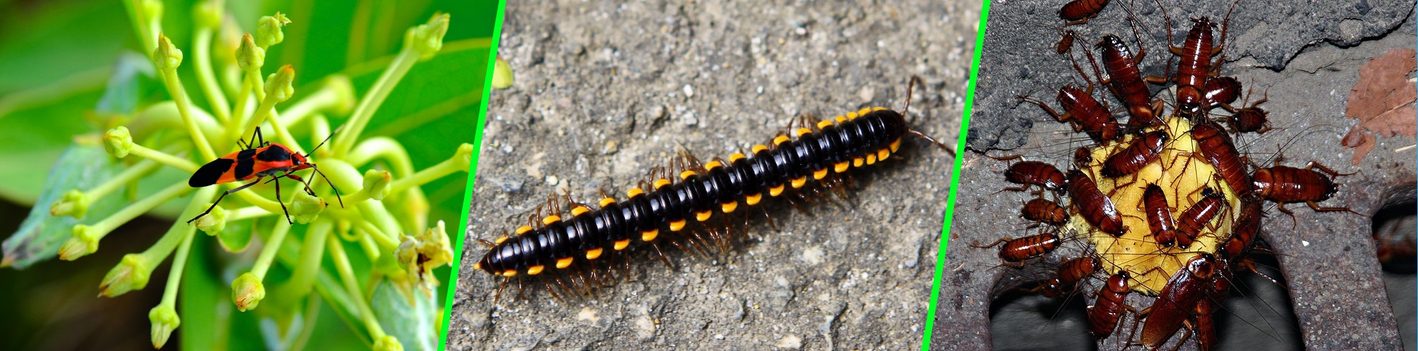 Olson's Pest Control, pest control, arearation and tree pruning