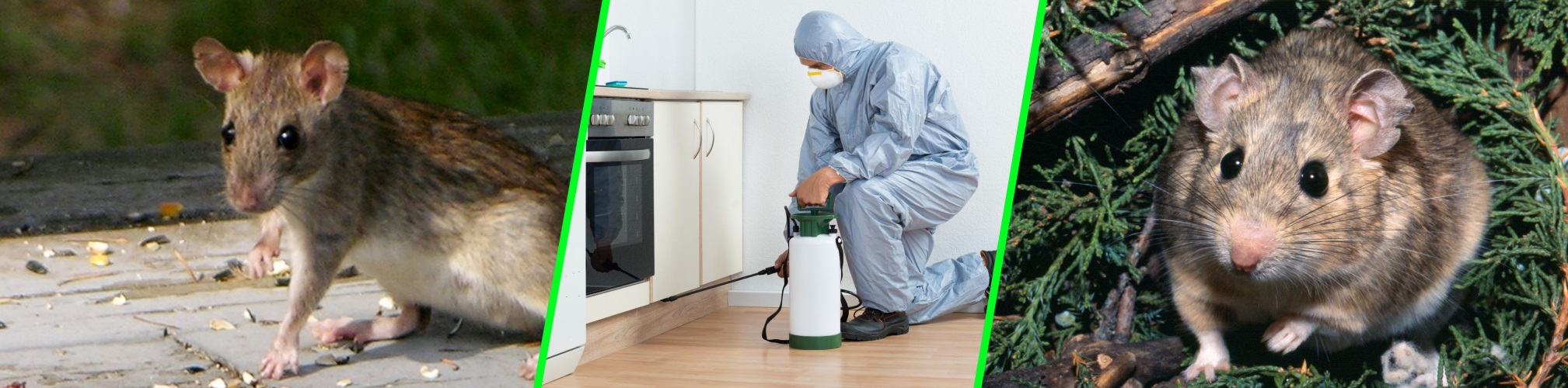 Olson's Pest Control, pest control, arearation and tree pruning