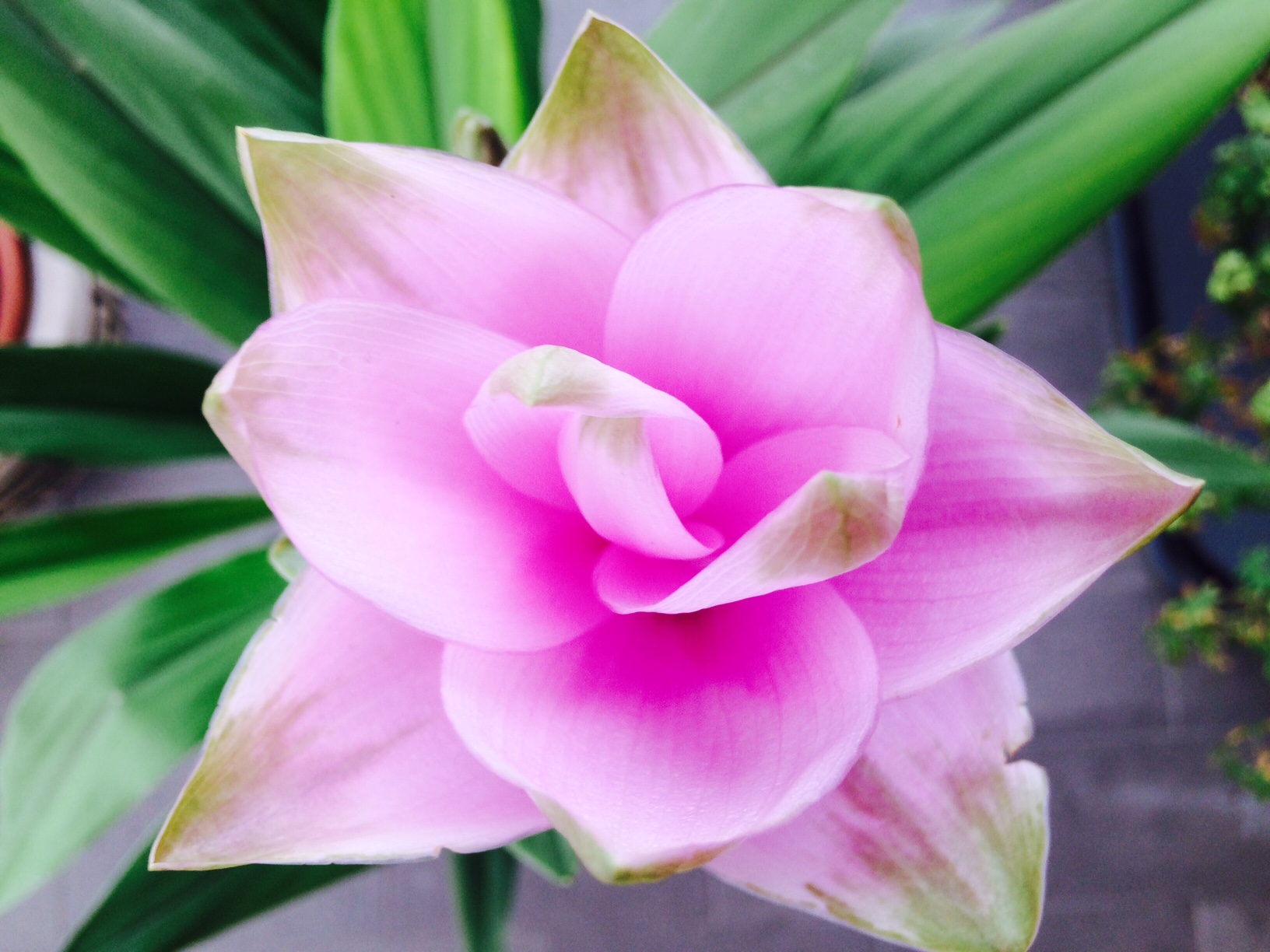 Piante Da Appartamento Con Fiore Rosa