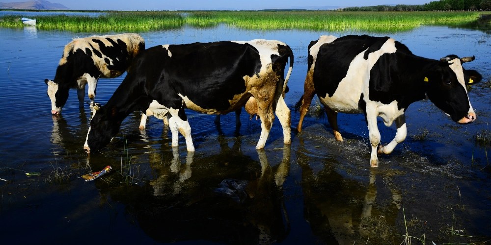The Link Between Water Quality and Livestock Health What You Need to Know Olympian Water