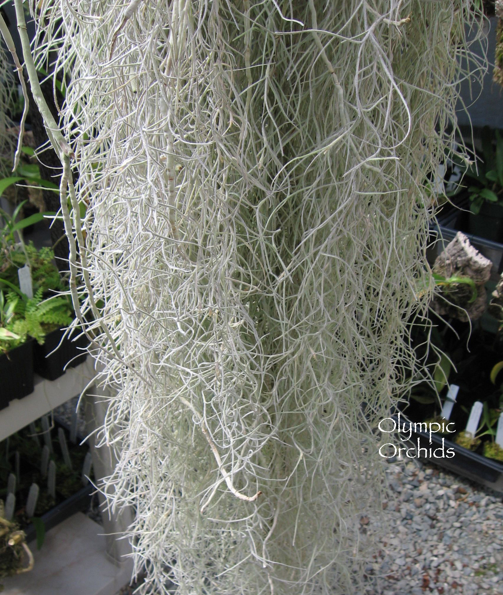 Spanish Moss OLYMPIC ORCHIDS
