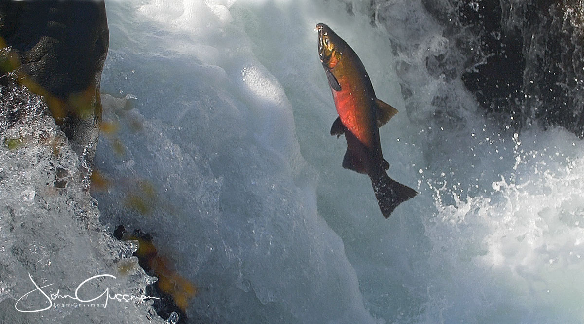 Salmon at Salmon Cascades, Sol Duc River Olympic Peninsula