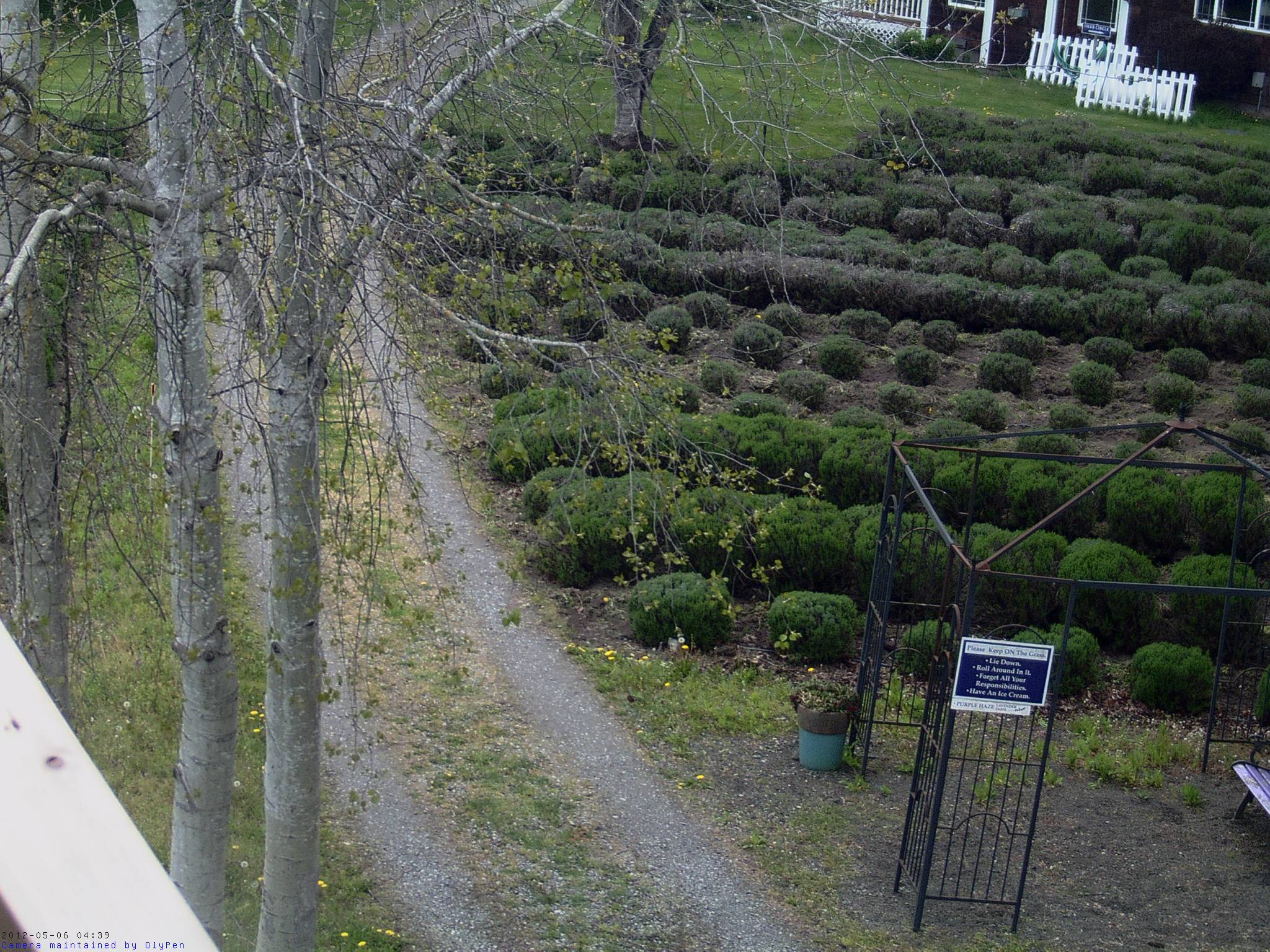 Purple Haze Lavender Farm Live Cam Live Beaches