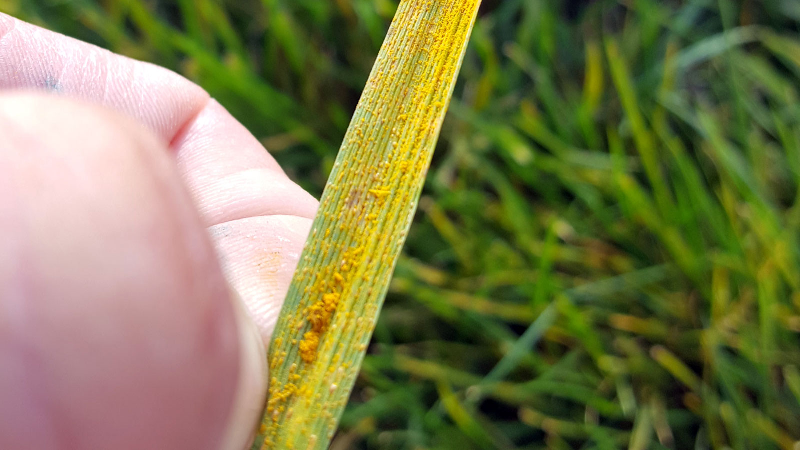 Rust Diseases Environmental Conditions Wet Turf Omaha Organics