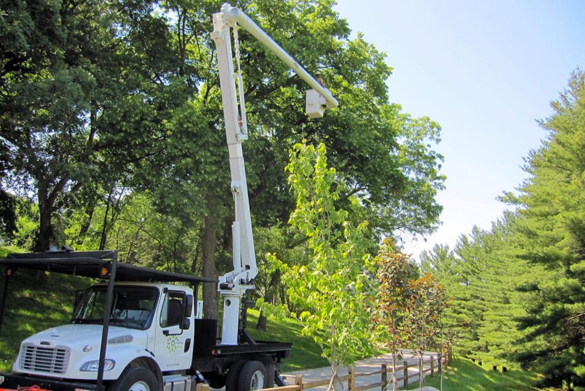 Tree Service Omaha Tree Removal & Stump Removal Best Price