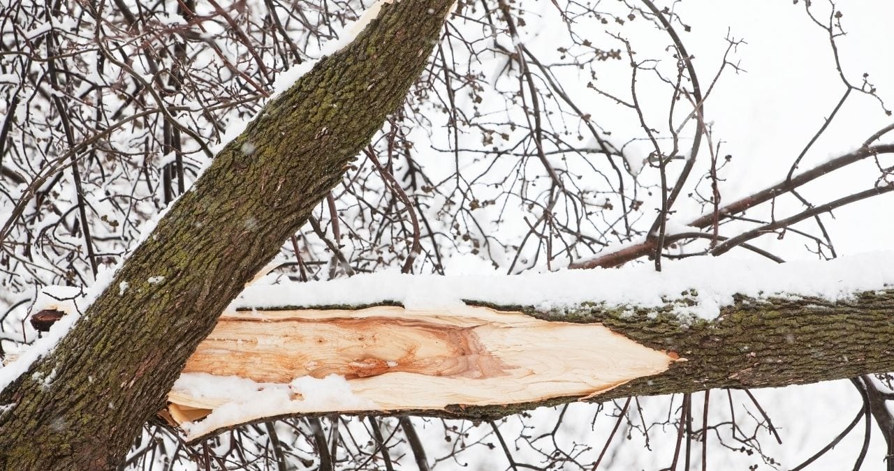 Winter Tree Damage I Omaha Tree Service Tree Removal & Mulch Sale