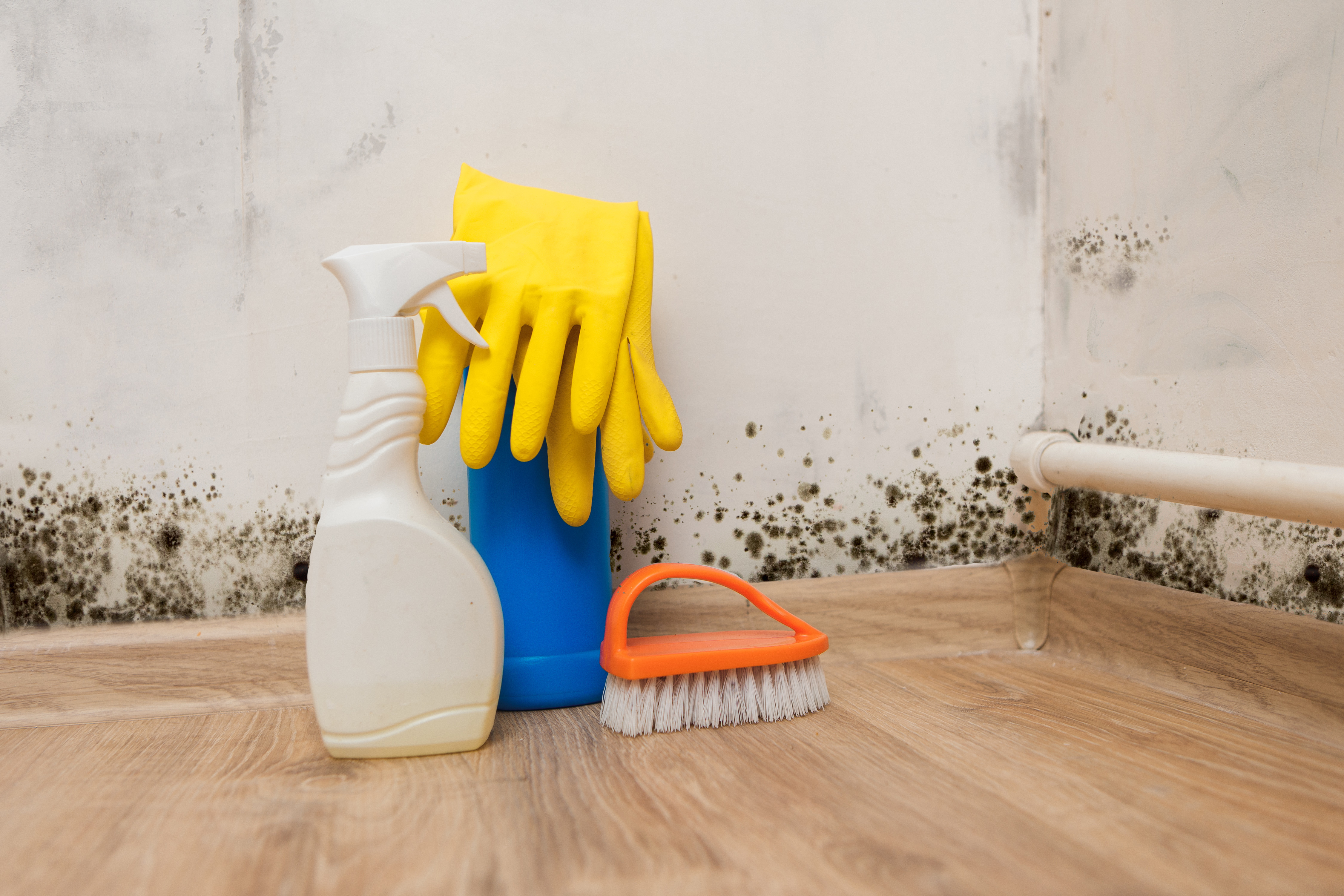 Is Mold Growing in Your Building? OMEGA Environmental