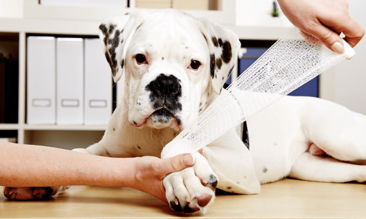 Joint Pain in Dogs Identify the Signs; Don't Delay the Treatment Omega Underground