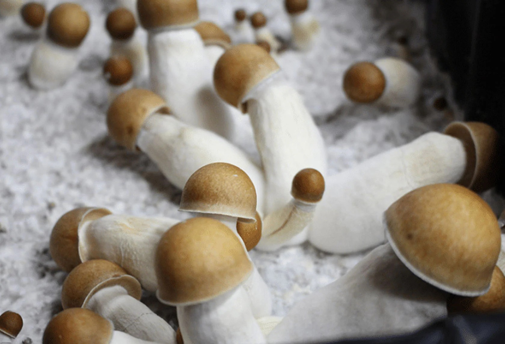 Breaking the Stigma California's Push for Magic Mushroom Decriminaliz