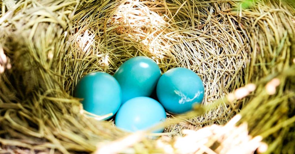How long does it take for bird eggs to hatch? OMG Birds!