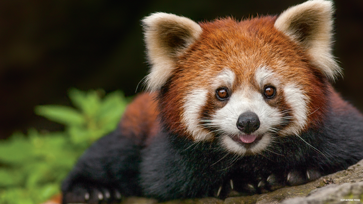 Nepal’s Latest Attraction Red Panda OMG Nepal