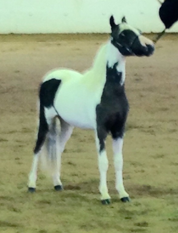 Oklahoma Miniature Horse Club Inc. Miniature Horses For Everyone