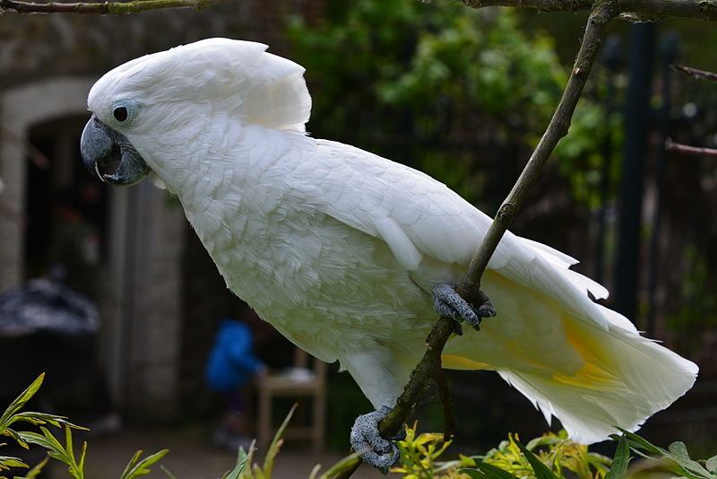 Mengenal 7 Spesies burung kakatua di Indonesia OM KICAU