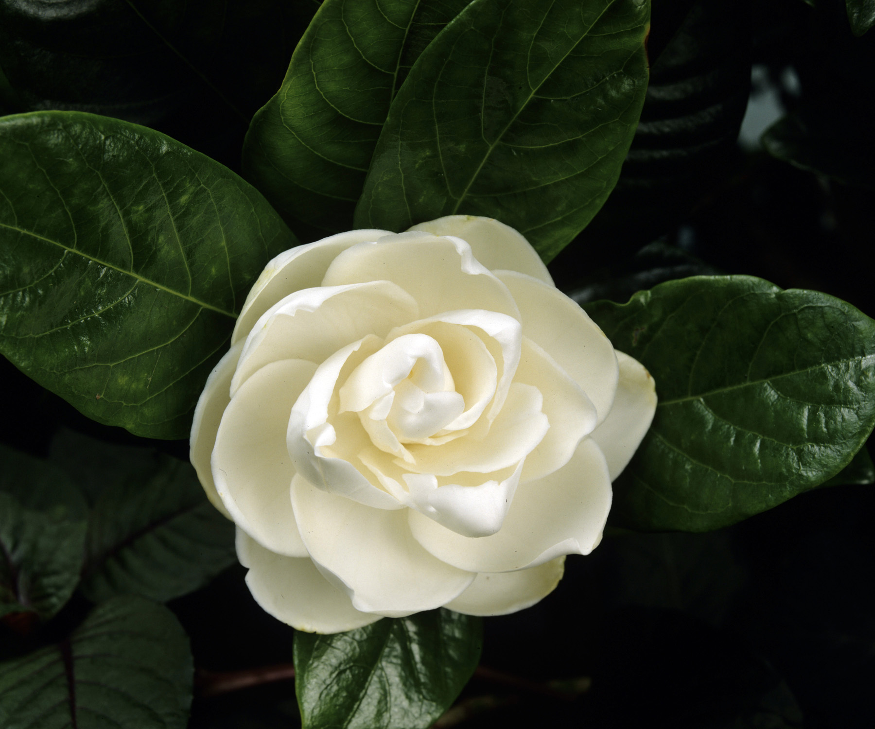 Gardenia